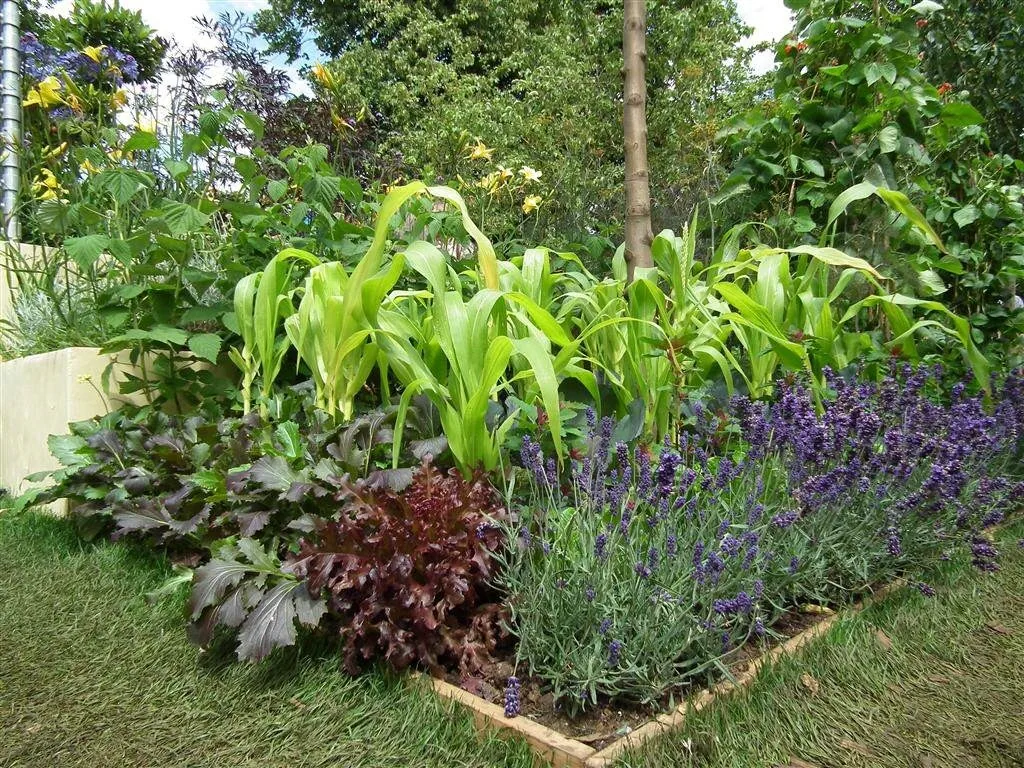 Urban harvest   london borough community food project 3